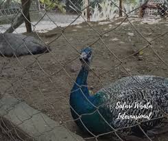 We did not find results for: 55 Tempat Wisata Di Aceh Hal Menarik Objek Wisata Populer Di Aceh Indonesia Safari Wisata International