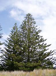 Image result for Araucariaceae
