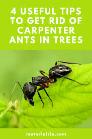 Level ground along fences or structures where water may pool and repair any leaky gutters or. How To Get Rid Of Carpenter Ants In Trees 4 Useful Tips