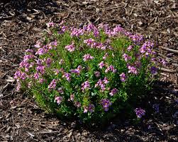 Image result for Nemesia fruticans
