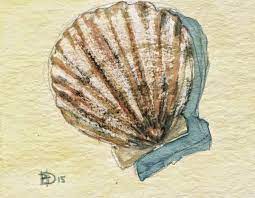 Hobbo Journal Dessin Botanique Coquille Saint Jacques Aquarelle