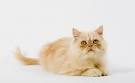 Persian Cats Vs. Ragdoll Cats - Pets