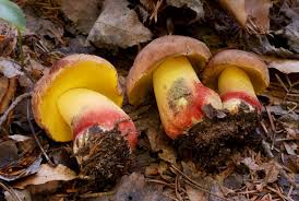 Image result for Boletus variipes
