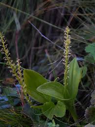 Image result for Tephrosia tanganicensis