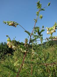Epingle Sur Heilpflanzen Und Wildpflanzen