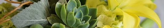 Maybe you would like to learn more about one of these? North Raleigh Flowers Fallon S Flowers North
