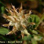 Image result for Trifolium spumosum