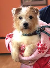 Our adoption process is simple and many adoptions can be completed in a day. Starting Life Anew