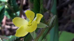 Image result for Aeschynomene mimosifolia