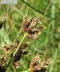 Image result for Bolboschoenus glaucus