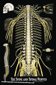 The Spine And Spinal Nerves Poster 24 X 36 Etsy Spinal Nerve Craniosacral Therapy Spinal