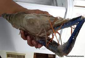 Cara memilih spot atau lokasi mancing udang galah serta waktu memancing yang tepat. Penternakan Udang Galah Sentiasa Panas