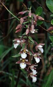Image result for Epipactis africana