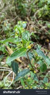 Image result for Acanthospermum