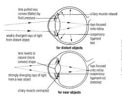 Physiology Of Vision Online Biology Notes