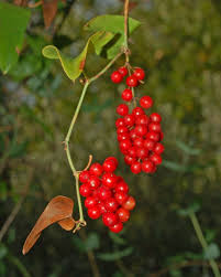 Image result for Smilacaceae