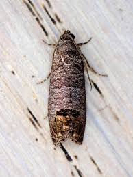 Image result for Cydia microgrammana