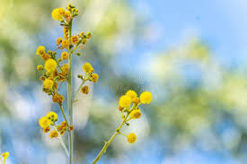 Image result for Acacia davyi