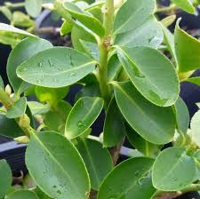 Image result for Euonymus fortunei