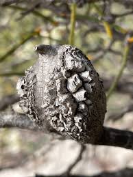 Image result for Opilia amentacea