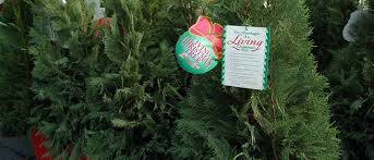 Keep your tree indoors for absolutely no more than 10 days, and preferably no more than four to seven days. Choosing A Live Christmas Tree Growingagreenerworld Com