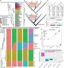 Image result for Gossypioides kirkii