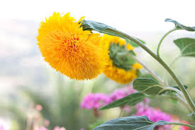 Common sunflower 'teddy bear', comb flower 'teddy bear', golden flower of peru 'teddy bear', st bartholomew's star 'teddy bear'. How To Grow Teddy Bear Sunflowers Gardener S Path