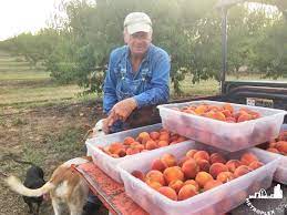 See these pages to find a local peach festival, blueberry festival and other festivals. Here S The Best Places To Pick Peaches Near Dallas Fort Worth Metroplex Social