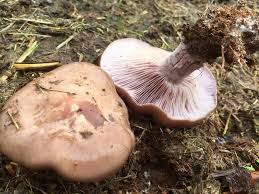 Image result for Clitocybe multiceps