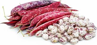 Italian cranberry beans recipes 89,800 recipes. Cranberry Shelling Beans Information Recipes And Facts