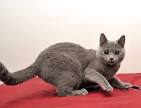Chartreux kittens available