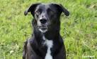 Border Collie Lab Mix – The Ultimate Guide to a Borador ...