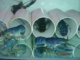Bila salinitas air 0 ppt. Lobster Air Tawar Mr Lat Home Facebook