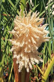 Maybe you would like to learn more about one of these? Palm Tree Flowers Photograph By Robert Butler