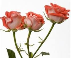 Jelena Spray Rose Roses Flowers By Category Sierra Flower Finder Spray Roses Flowers Rose