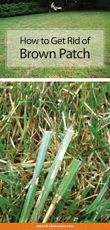 Brown patch fungus can take hold of your lawn during the humid, hot weather in the summer. How To Treat Brown Patches In Your Yard Grass Care Grass Patch St Augustine Grass