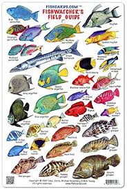 Fishwatchers Reef Field Guide Fishes Of Tropical Atlantic Caribbean Id Card