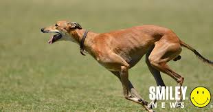 Greyhound Racing Declines as Advocacy Pushes for…