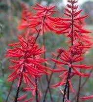 Image result for Polycarpaea eriantha