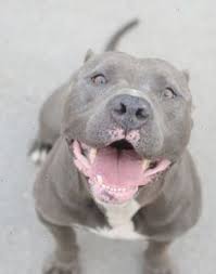 Pin On Who S A Puppy