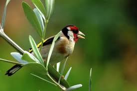 طائر الحسون التجمع المغربي لعلم الطيور animals bird
