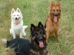 German shepherds are dogkind's finest herding and guardian dogs. German Shepherd Coat And Color Varieties Pethelpful By Fellow Animal Lovers And Experts