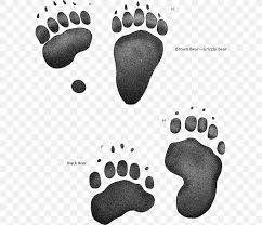 This is how big a full grown grizzly paw is. American Black Bear Paw Animal Track Brown Rat Png 600x707px Bear Alaska Peninsula Brown Bear American