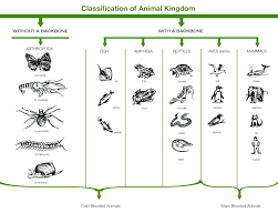 Animal Classification Flow Chart Example