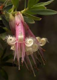 Rare Or Odd Flowers Beautiful Flowers Unusual Flowers Flower Essences