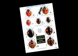 Field Guide Ladybirds This Popular Fold Out Chart To