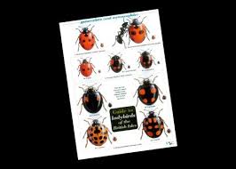 field guide ladybirds this popular fold out chart to