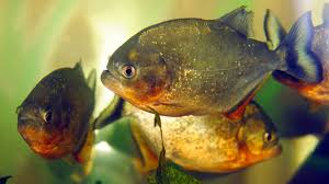 Am rand oder in der mitte? Abenteuer Im Amazonas Mensch Beisst Fisch