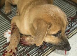 What is a nasal tumor? Nose Bleed In Dogs Petmd