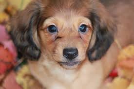 These designer dogs inherit traits from both their mom and dad, resulting in a unique canine with a beautiful appearance and wonderful personality. Beautiful Havapoo Havanese Poodle Designer Puppies For Sale In East Mayfield Texas Classified Americanlisted Com